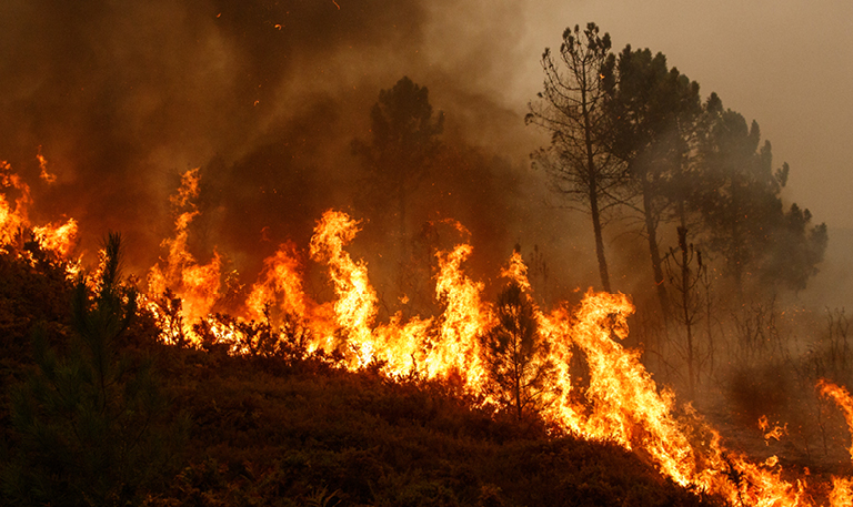 Blazing wildfire in a forest