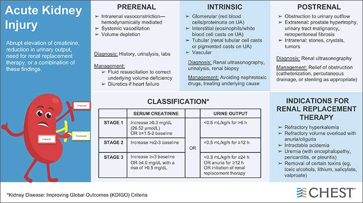 Acute Kidney Injury infographic