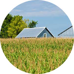 A house behind a row of corn